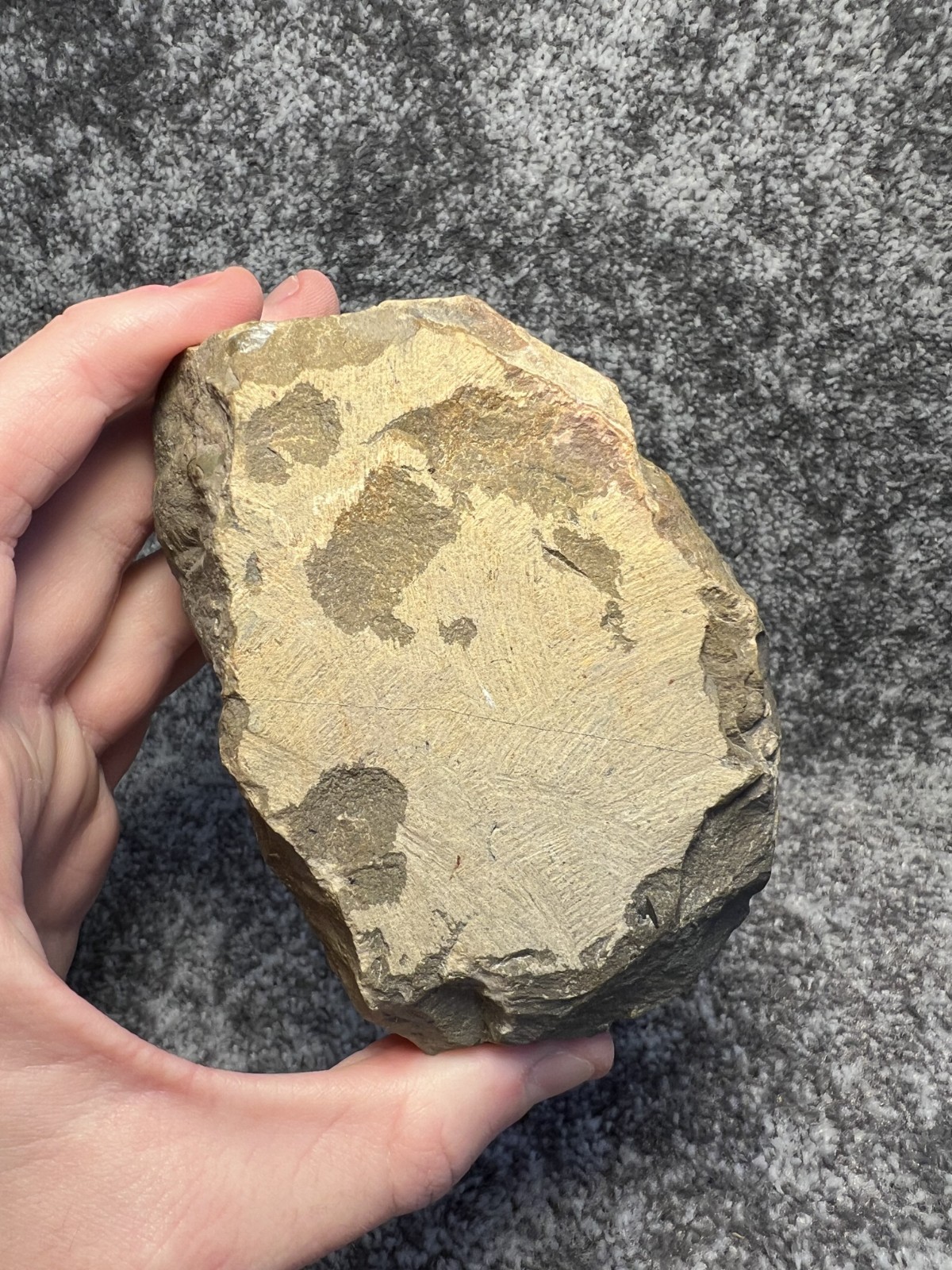 Crotalocephalina (Crotalocephalus) gibbus Trilobite Fossil – Nicely detailed