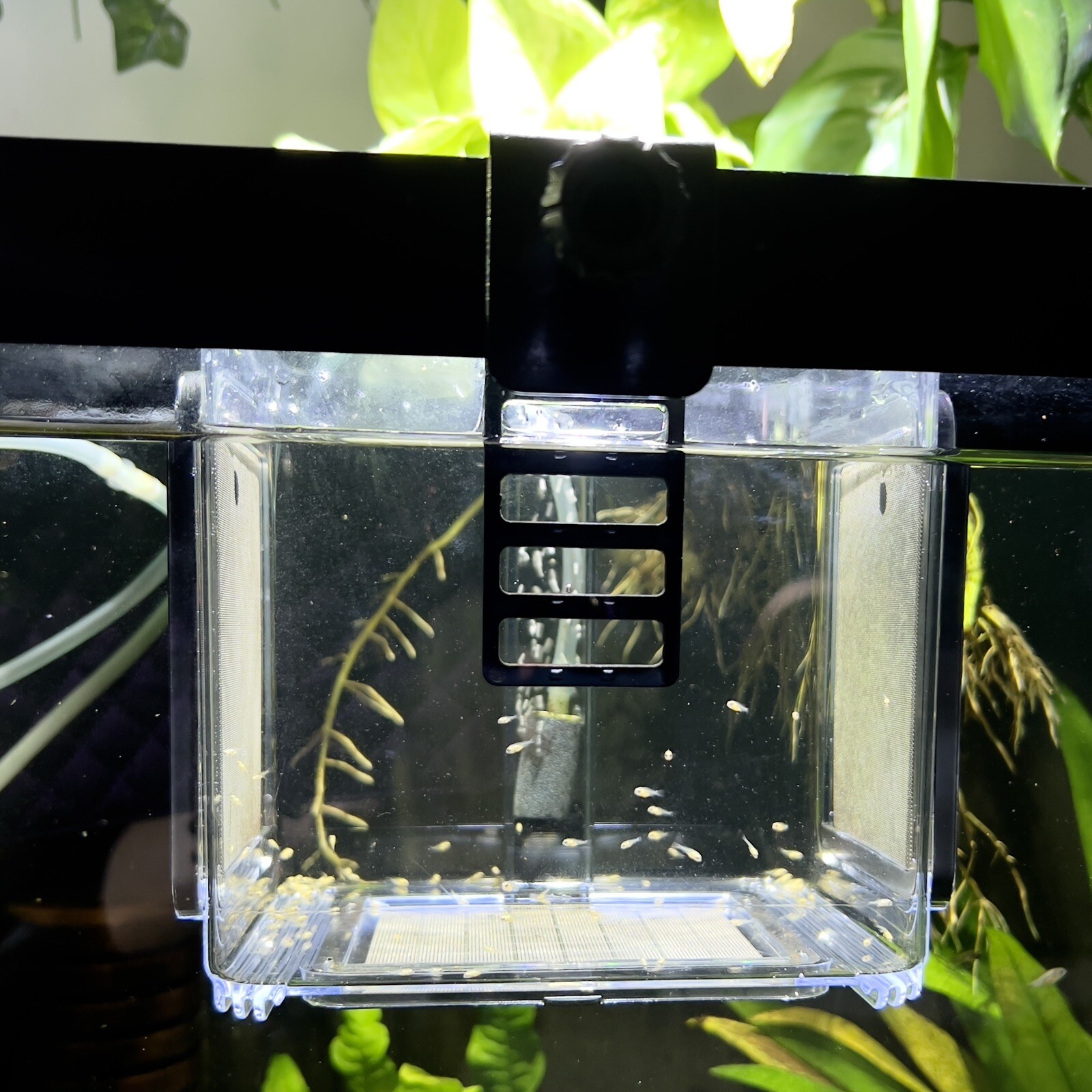 Fish Breeder Box Hatchery/Livebearer Hang-On Rimmed or Rimless Tank - FREE SHIP!