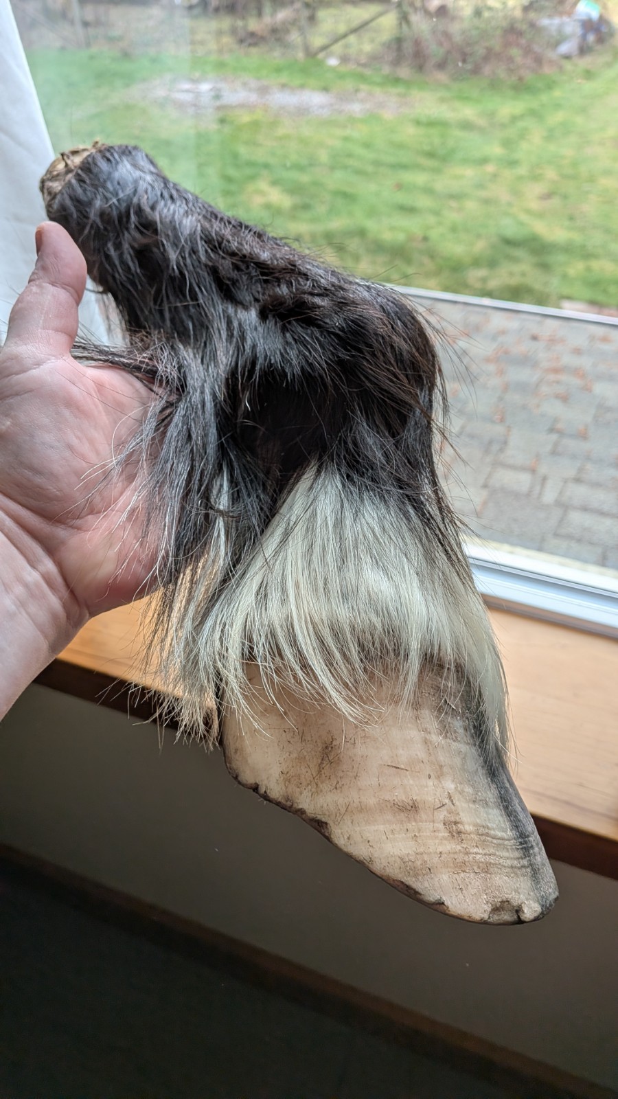 REAL PONY HOOF LEG Freezedried/ Fixed No Cut Bones. Ready To Bisect lamanitis