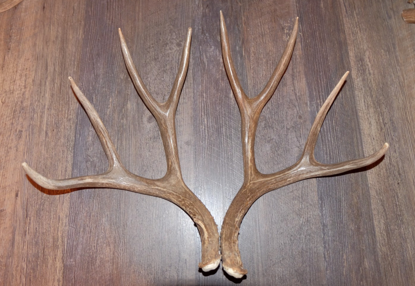 Nice Set Mule Deer Antlers Sheds Taxidermy Mount Cabin Decor Buck Horns