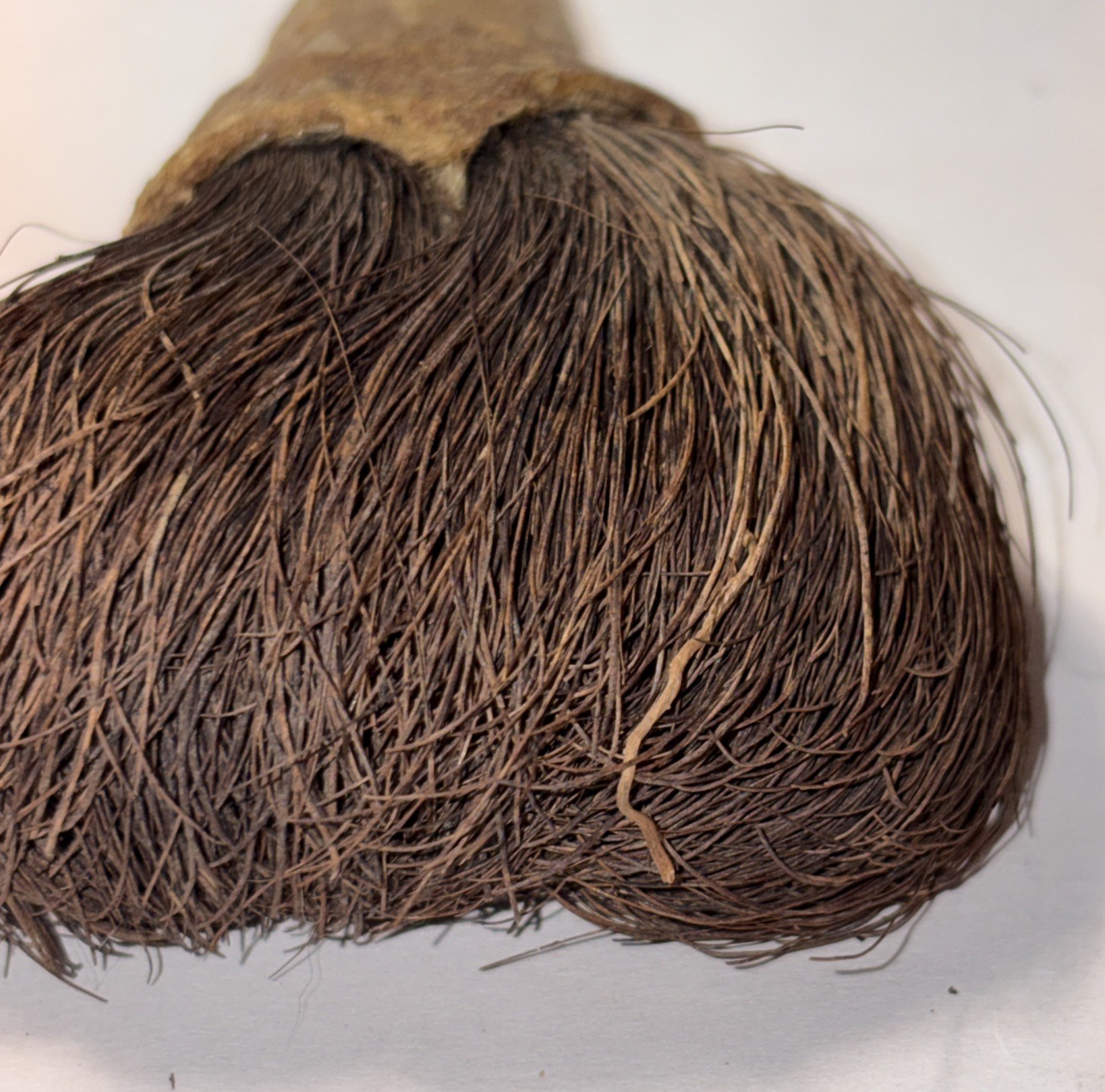 CHUKCHANSI OR MIWOK NATIVE AMERICAN SOAPROOT BRUSH 4”