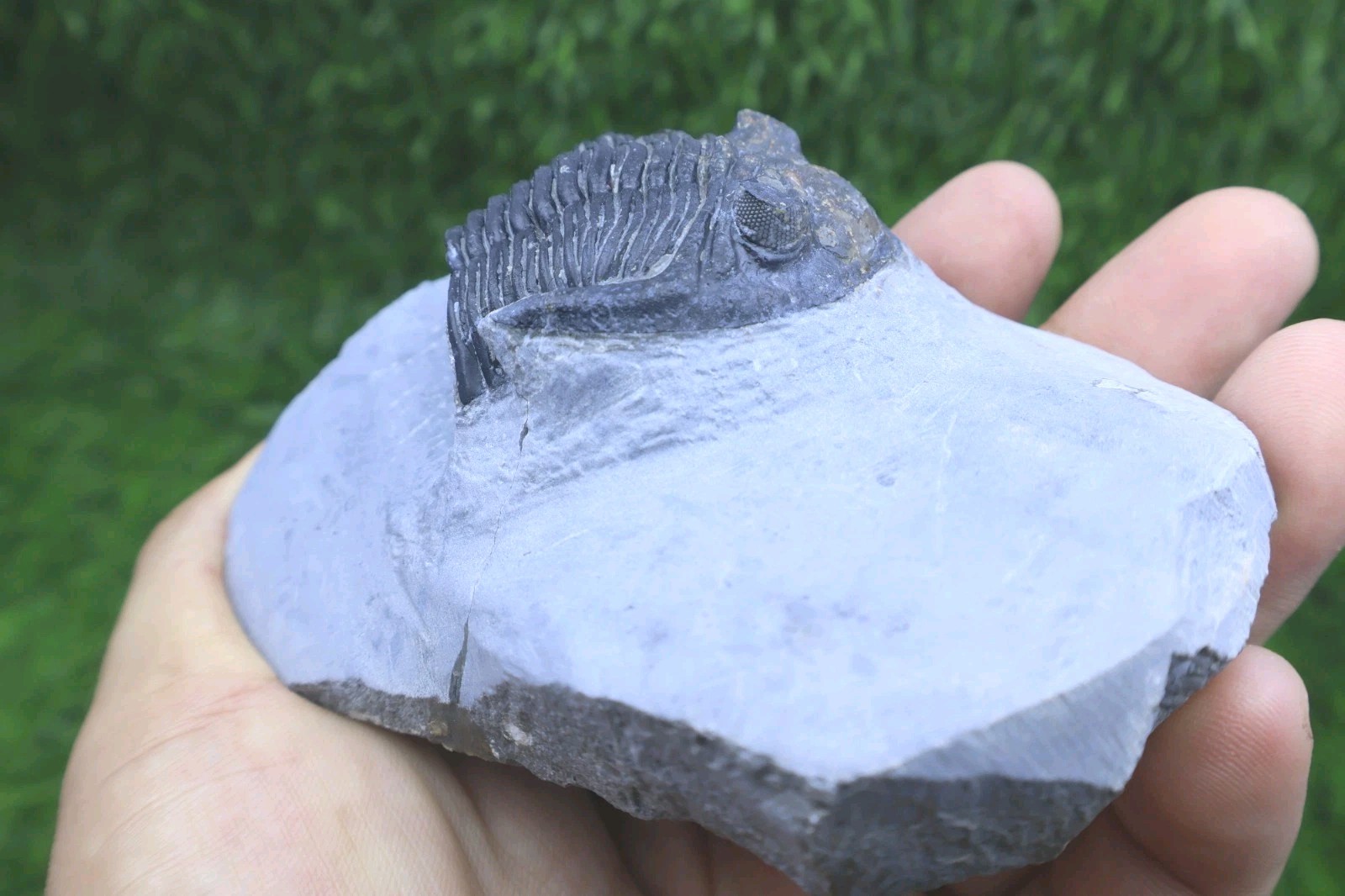 Incomplete Hollardops Trilobite Fossil Devonian - Authentic Detailed trilobite