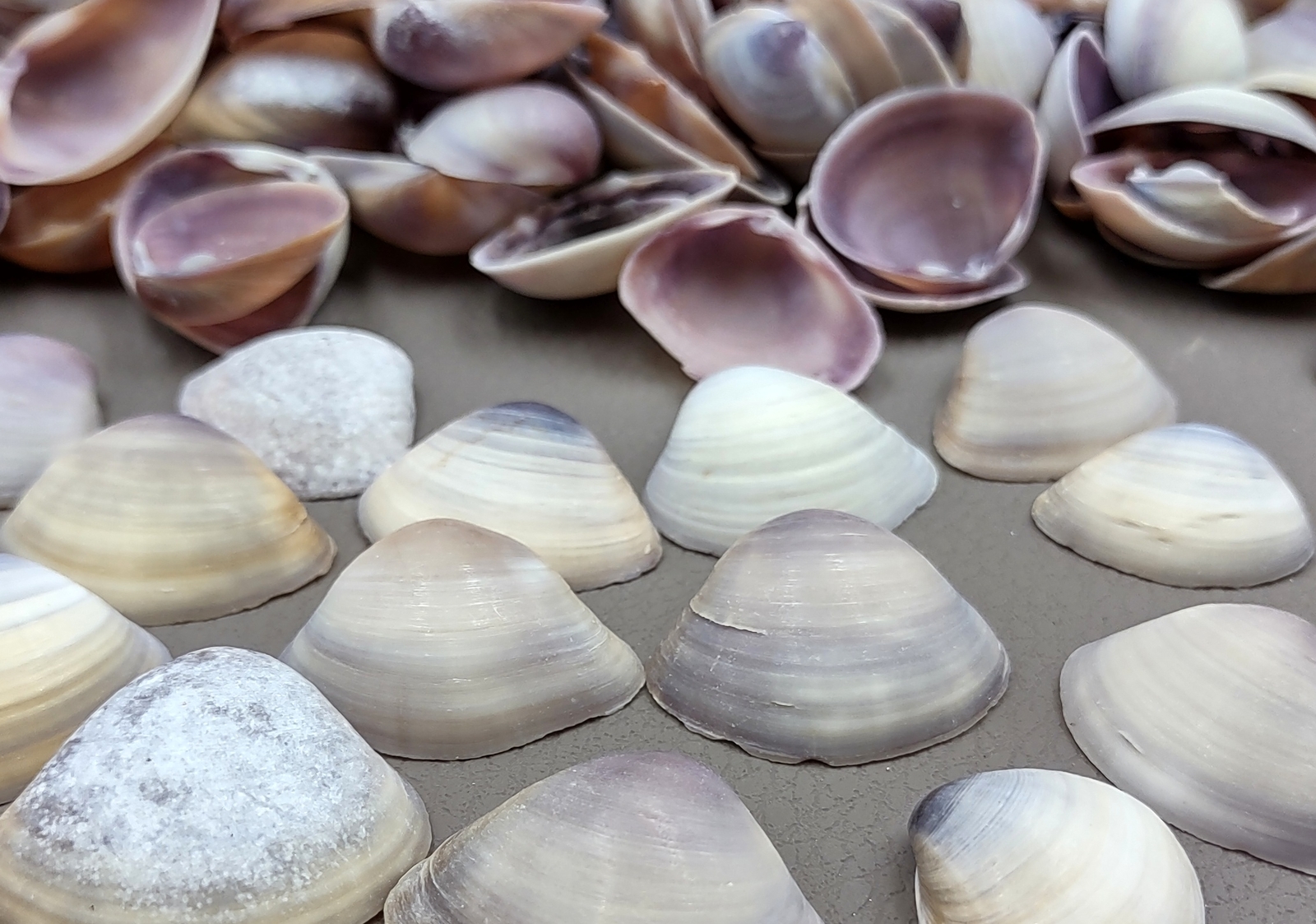 Purple Cay Cay Clam Seashells (approx. half cup 45+ shells 0.75+ inches)