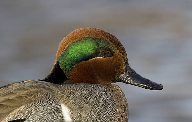 5 pair of New Concept Glass Eyes for Taxidermy and Decoy Making. Medium Brown