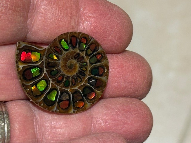 SPECTACULAR RARE,AMMOLITE(CANADA) INLAY IN FOSSIL AMMONITE(MADAGASCAR)SEE VIDEO!