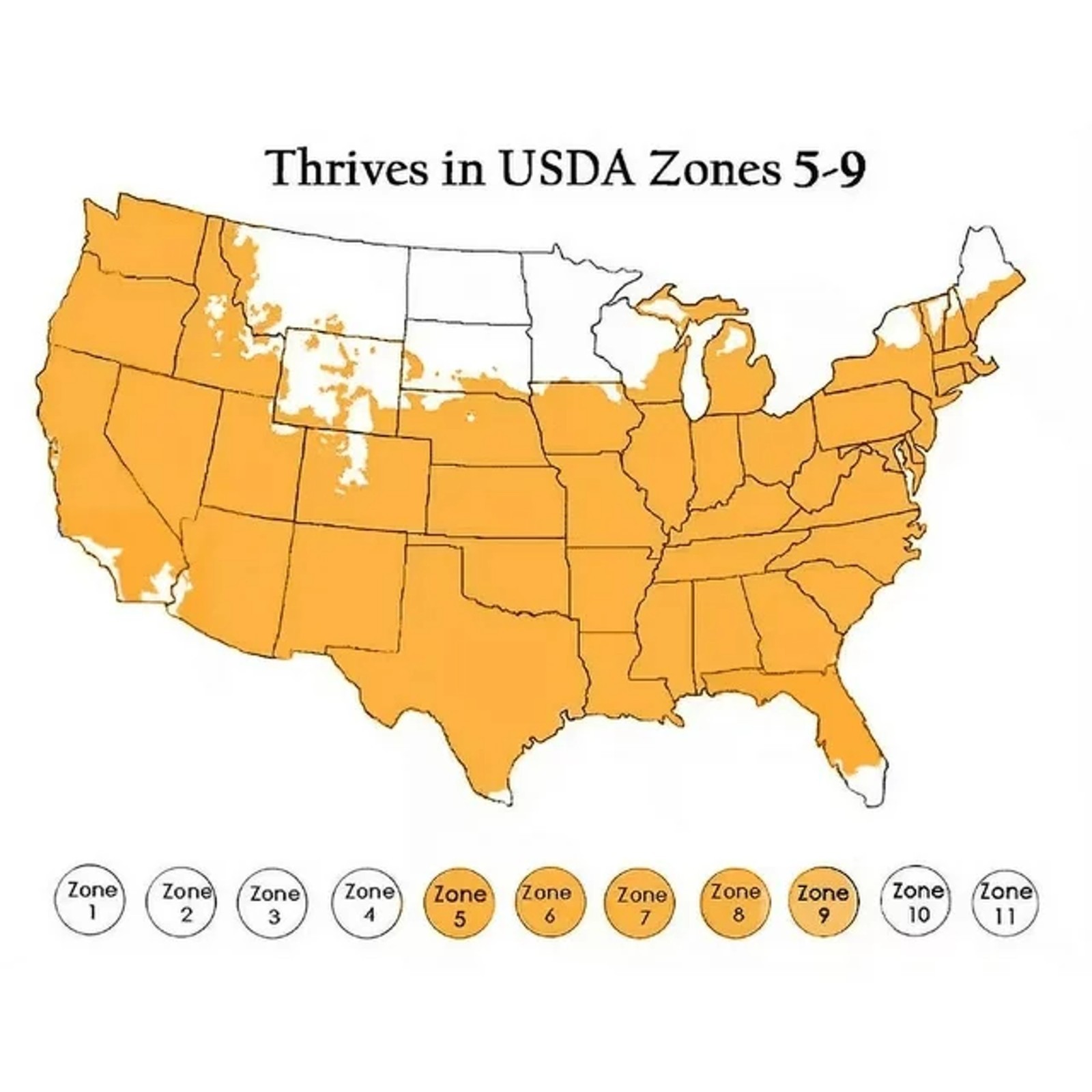 50pcs Pink Giant Teddy Bear Sunflower Seeds – Fluffy Double Blooms