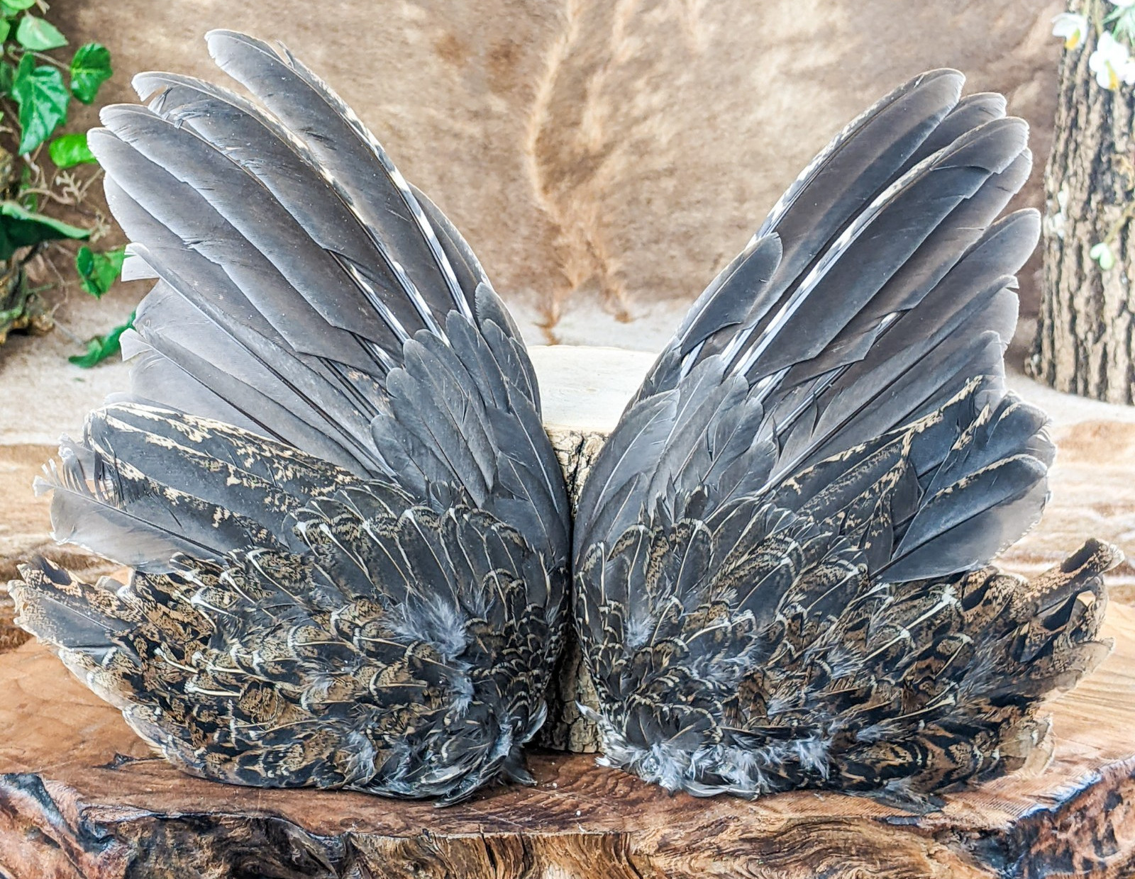 Grouse Wings Pair Feather smudge oddities Decorative Curiosities craft gift