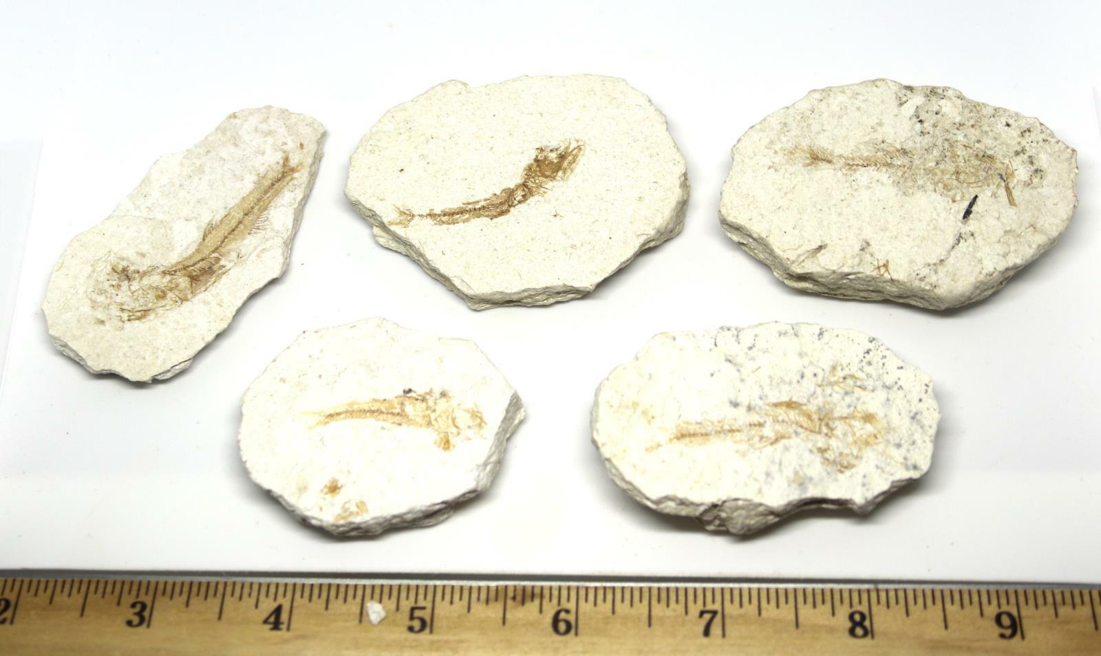 Lanternfish Fossil Lampanyctus Miocene 10 MYO California #16652 6o