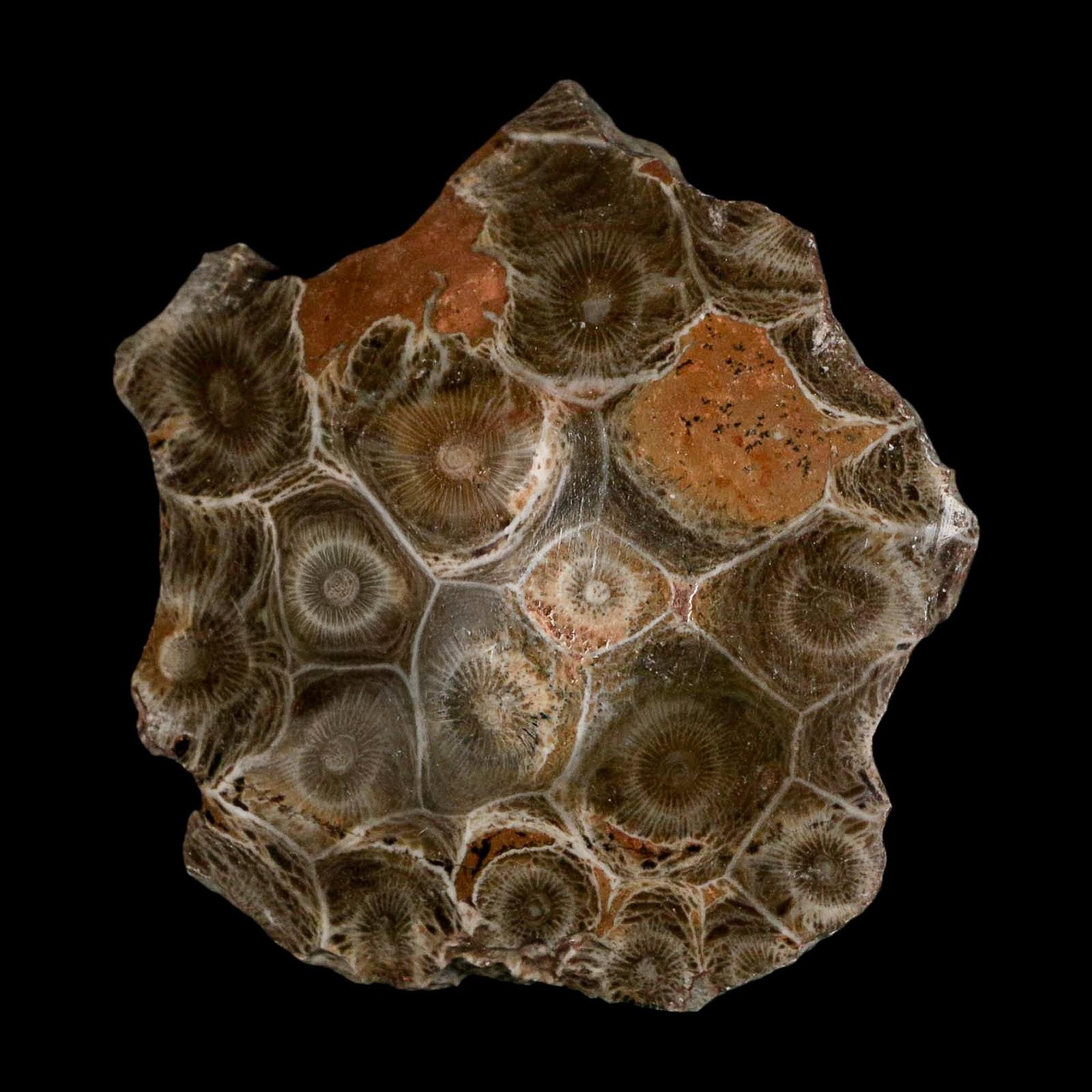 2.6" Polished Hexagonaria Coral Fossil Devonian Age 350 Million Yrs Old Morocco
