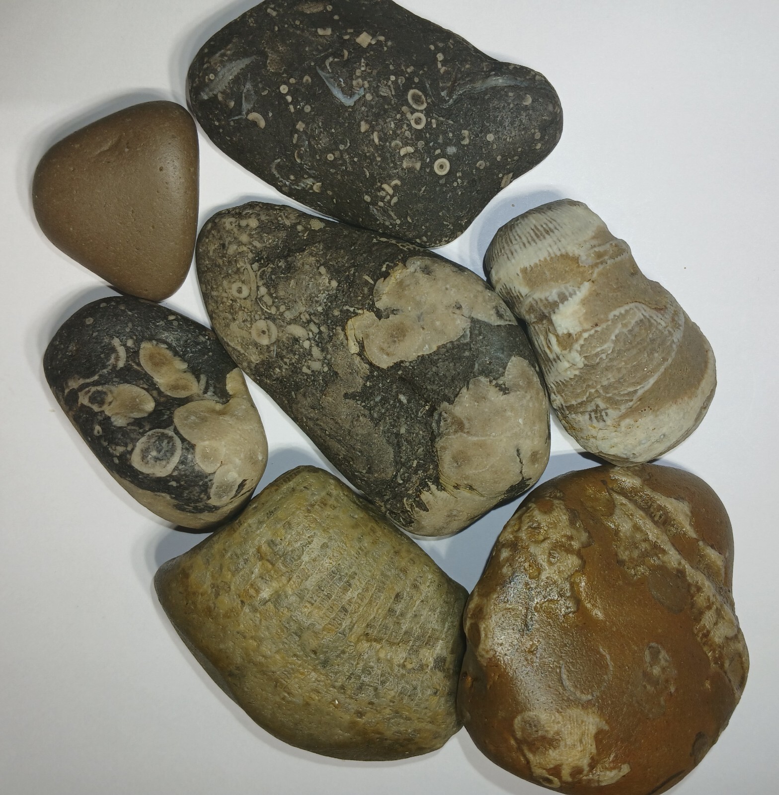 Fossil Mix 1 Pound Natural Michigan Unpolished Great Lakes Rock Assortment