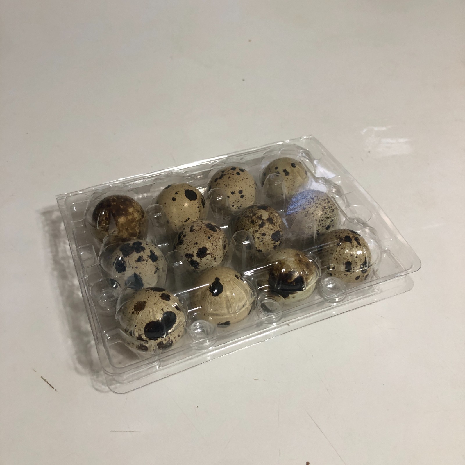 10+ Fertile Hatching Eggs Quail Coturnix Jumbo White Texas A&M Meat & Egg Birds