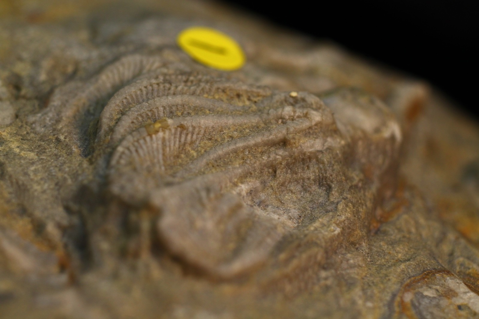Five Different Crinoid Fossils, Franklin Co., Alabama