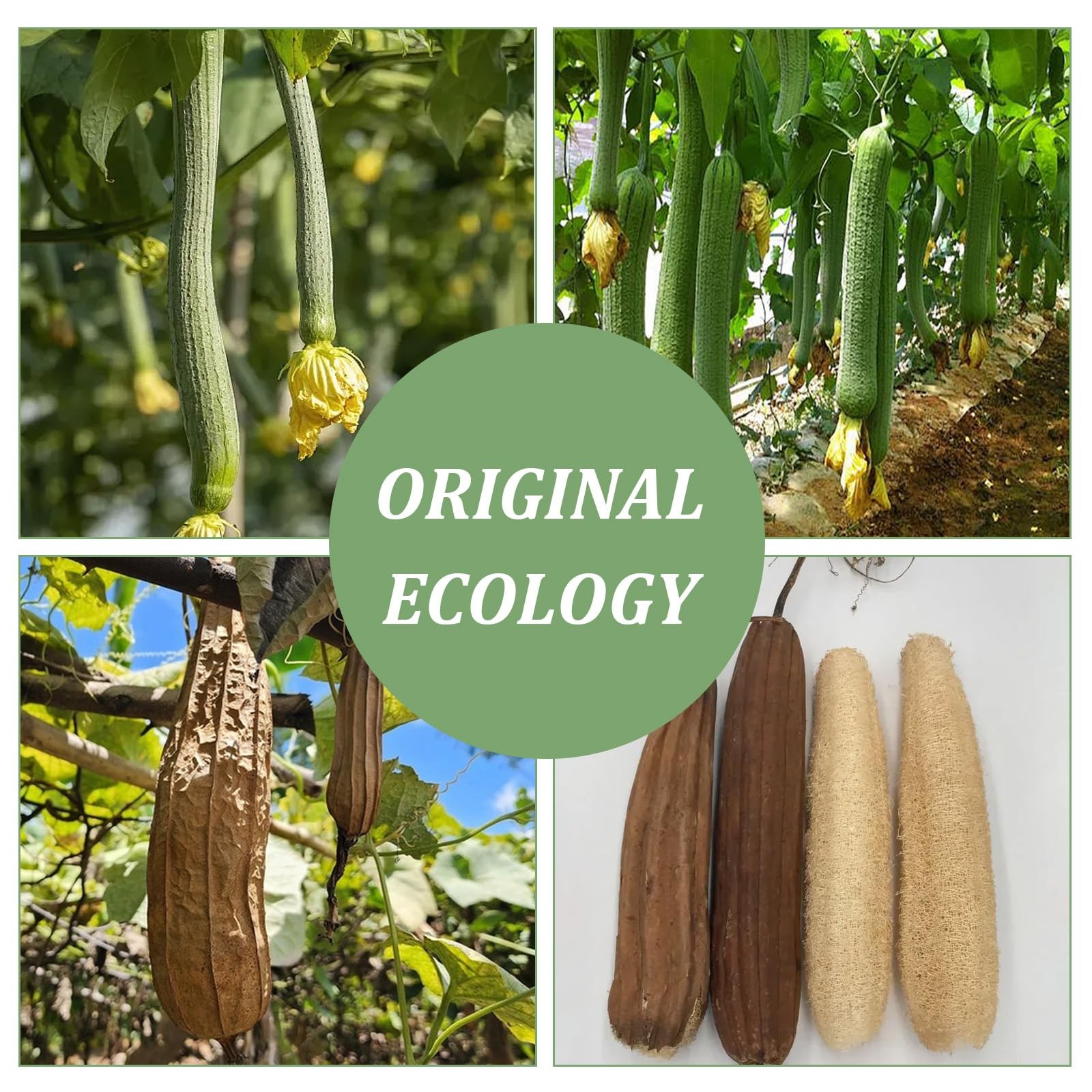 Nogeqi 20 Pcs Natural Loofah Sponge Pads for 1 Count (Pack of 20), Beige