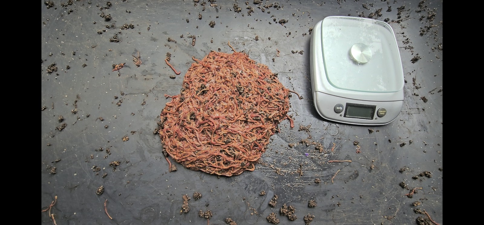 🪱Red Wiggler Worms 1/2 lbs. (approximately 500) Guaranteed Live Delivery🪱