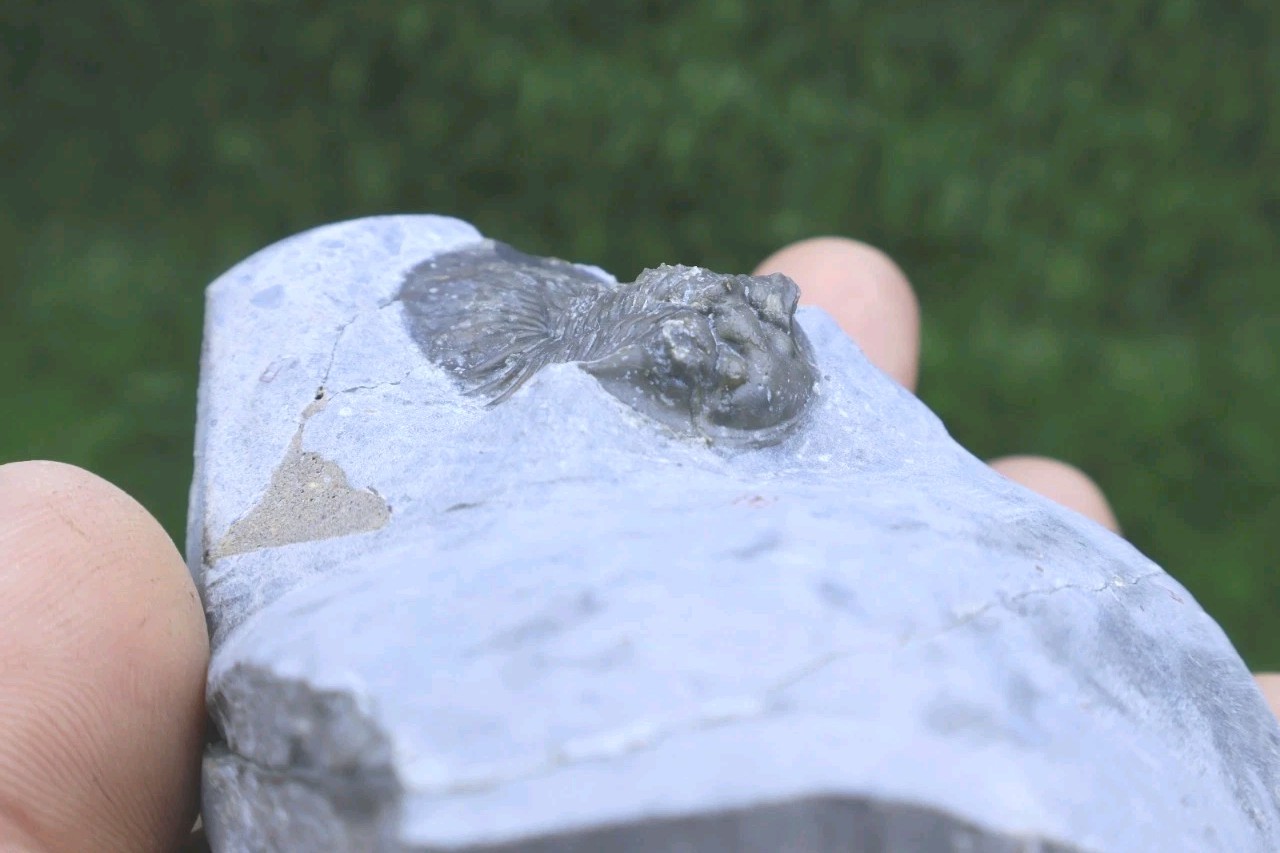 Rare Trilobite Scabriscutellum Trilobite Fossil Devonian Trilobite From Morocco