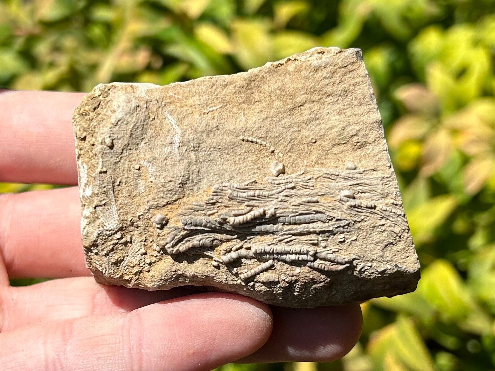 Alabama Fossil Crinoid in Matrix Aphelecrinus Bangor Limestone Formation