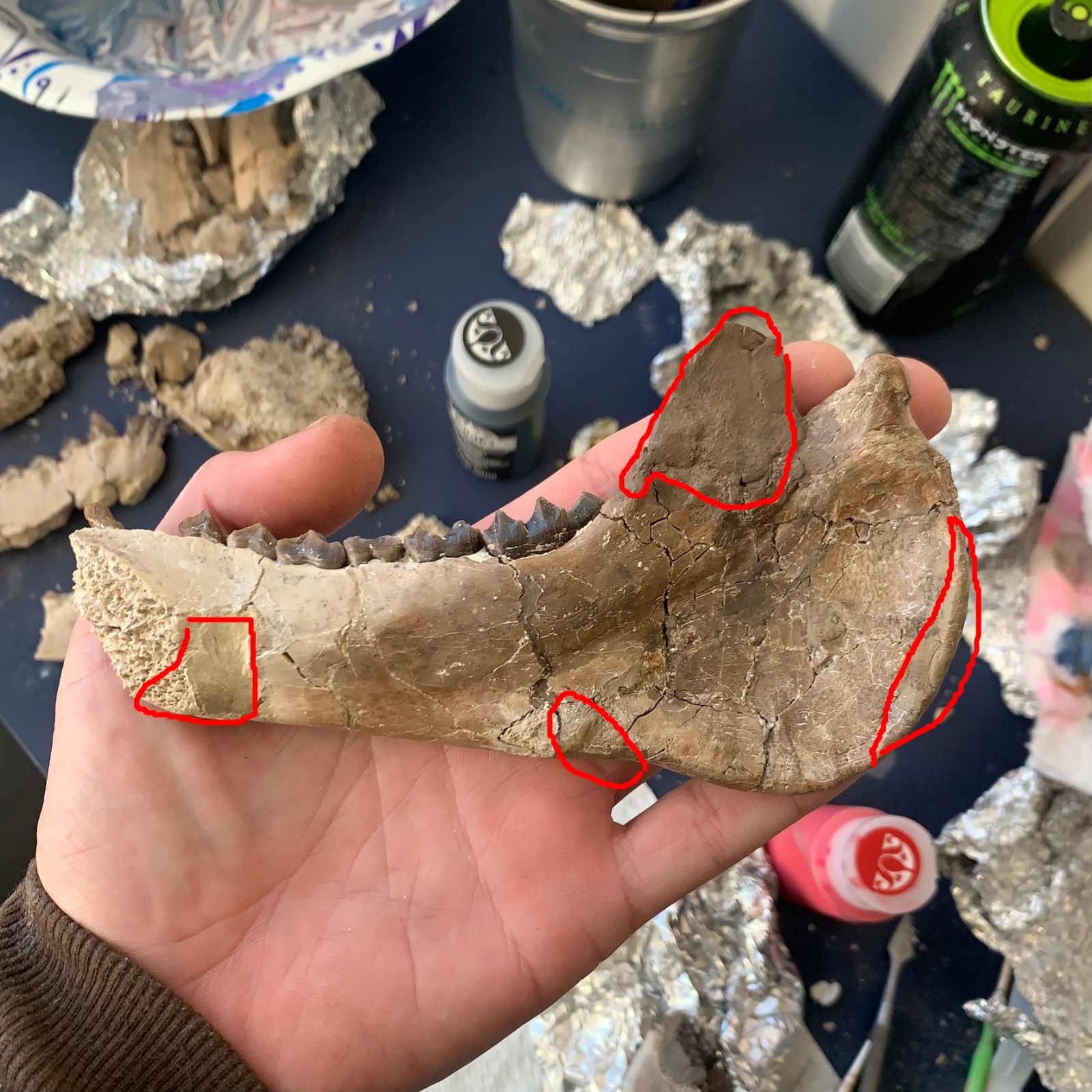 Fossil Merycoidodon Oreodont Teeth In Jaw, White River Badlands,