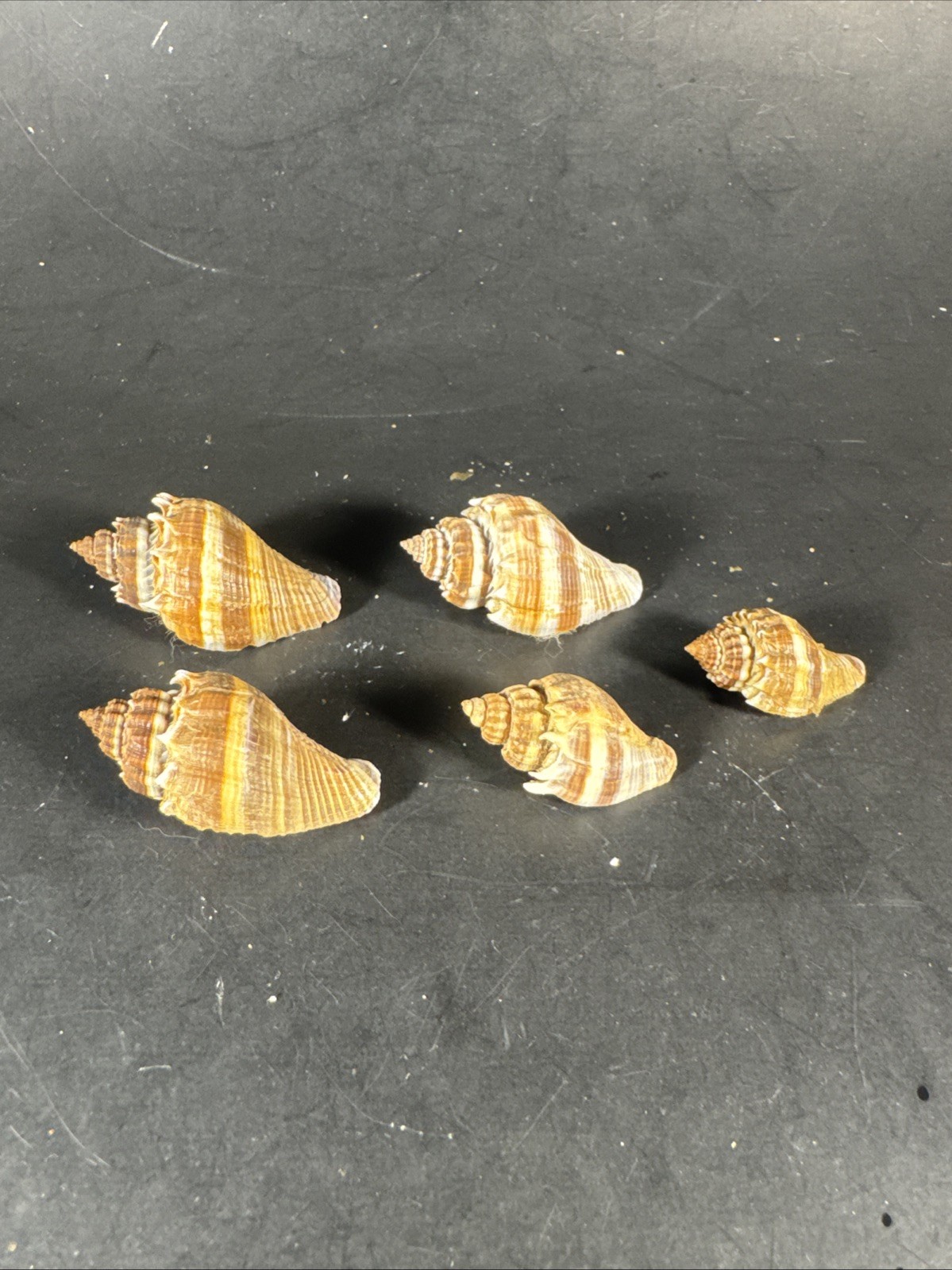 Melongena corona. Collected in Florida Lot Of 5 W/O 36mm To 52mm