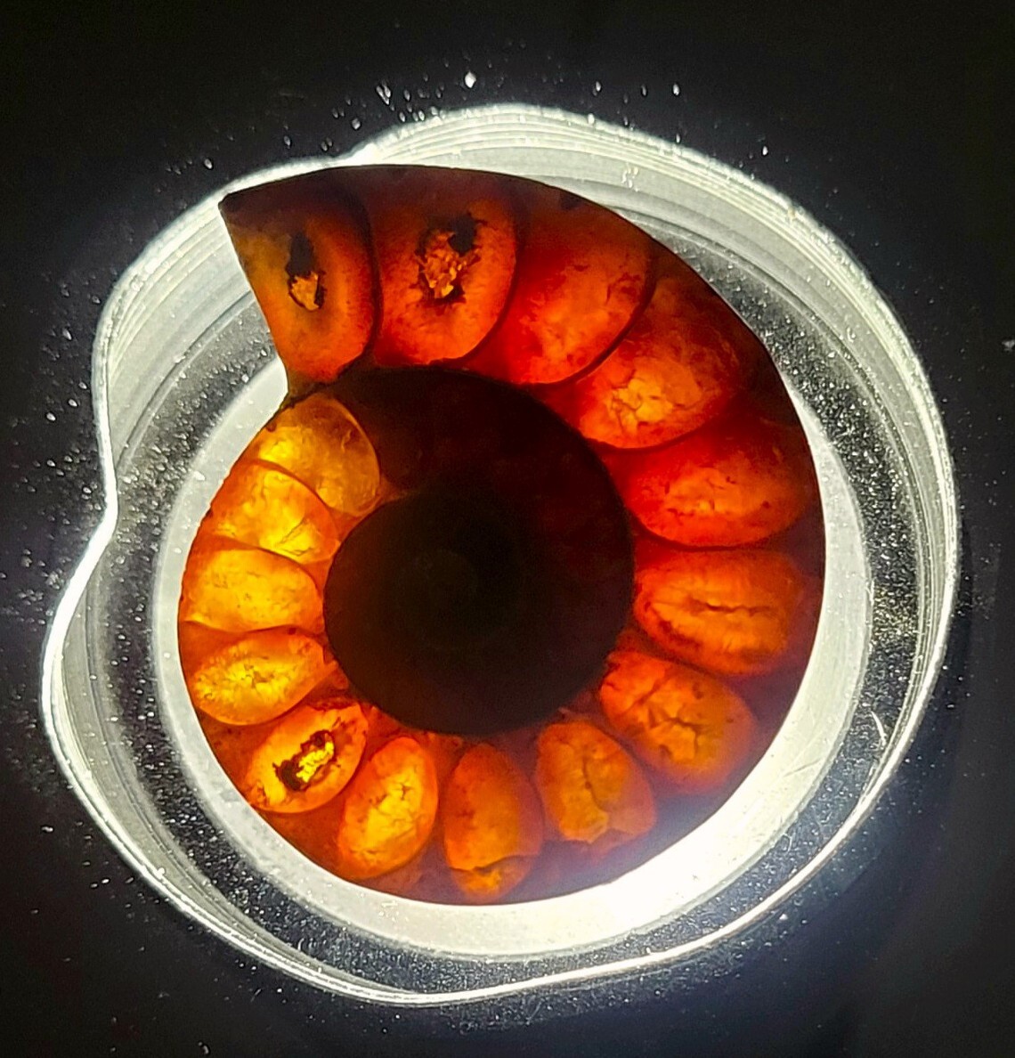 32mm Half Ammonite Spiral Fossil Shell Natural Fossilized Ammolite - Madagascar