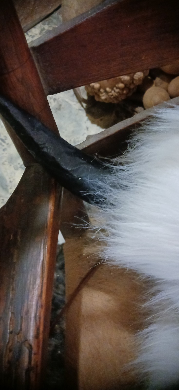 *AWESOME NATIVE AMERICAN WHITE BUFFALO HEAD DRESS LORETTA BEYUKA NICE HTF !*