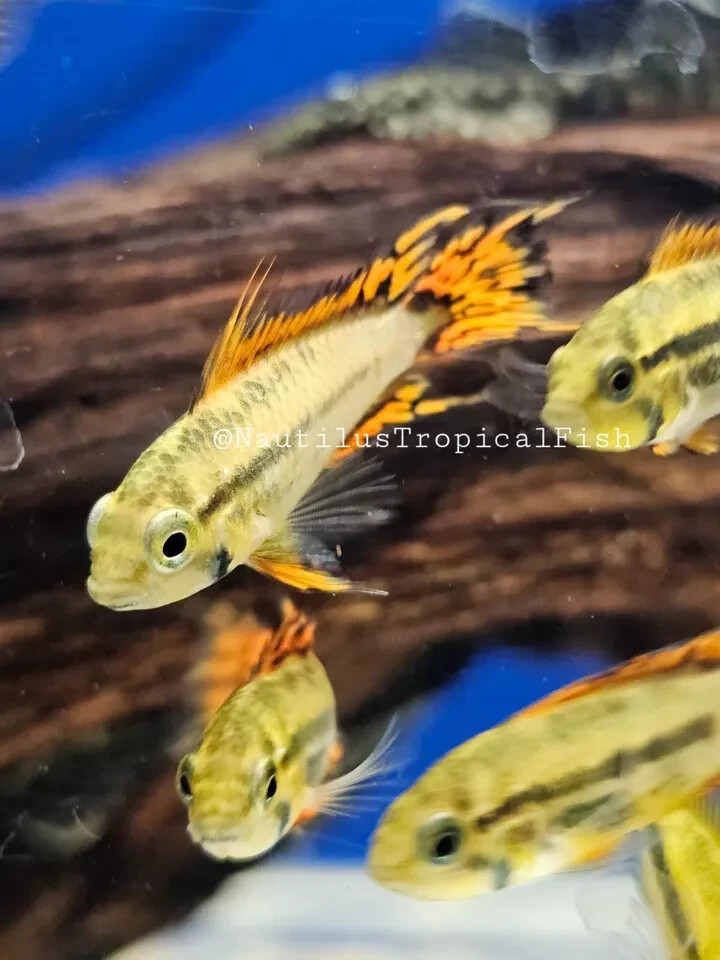 Pair Super Red Apistogramma Cacatuoides - Live arrival! we combine shipping!
