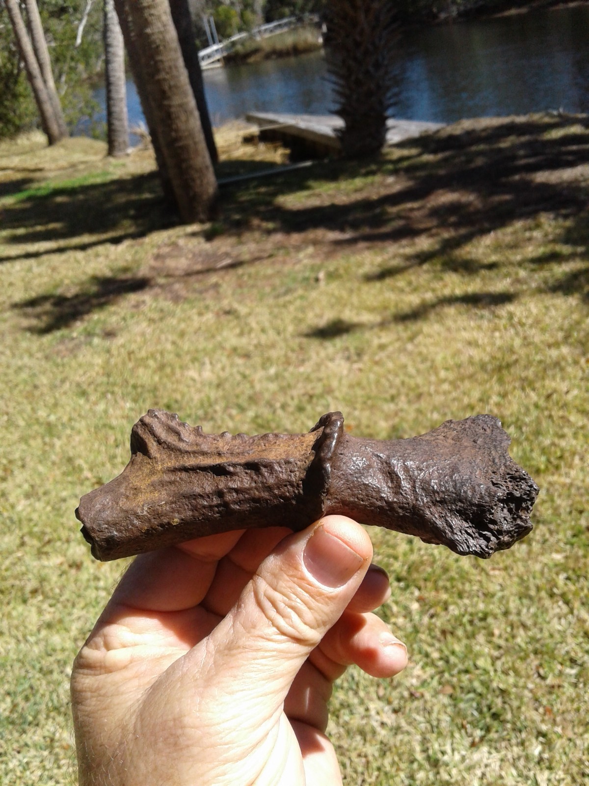 Spectacular High Quality Deer Antler Florida Ice Age Fossil Mammal