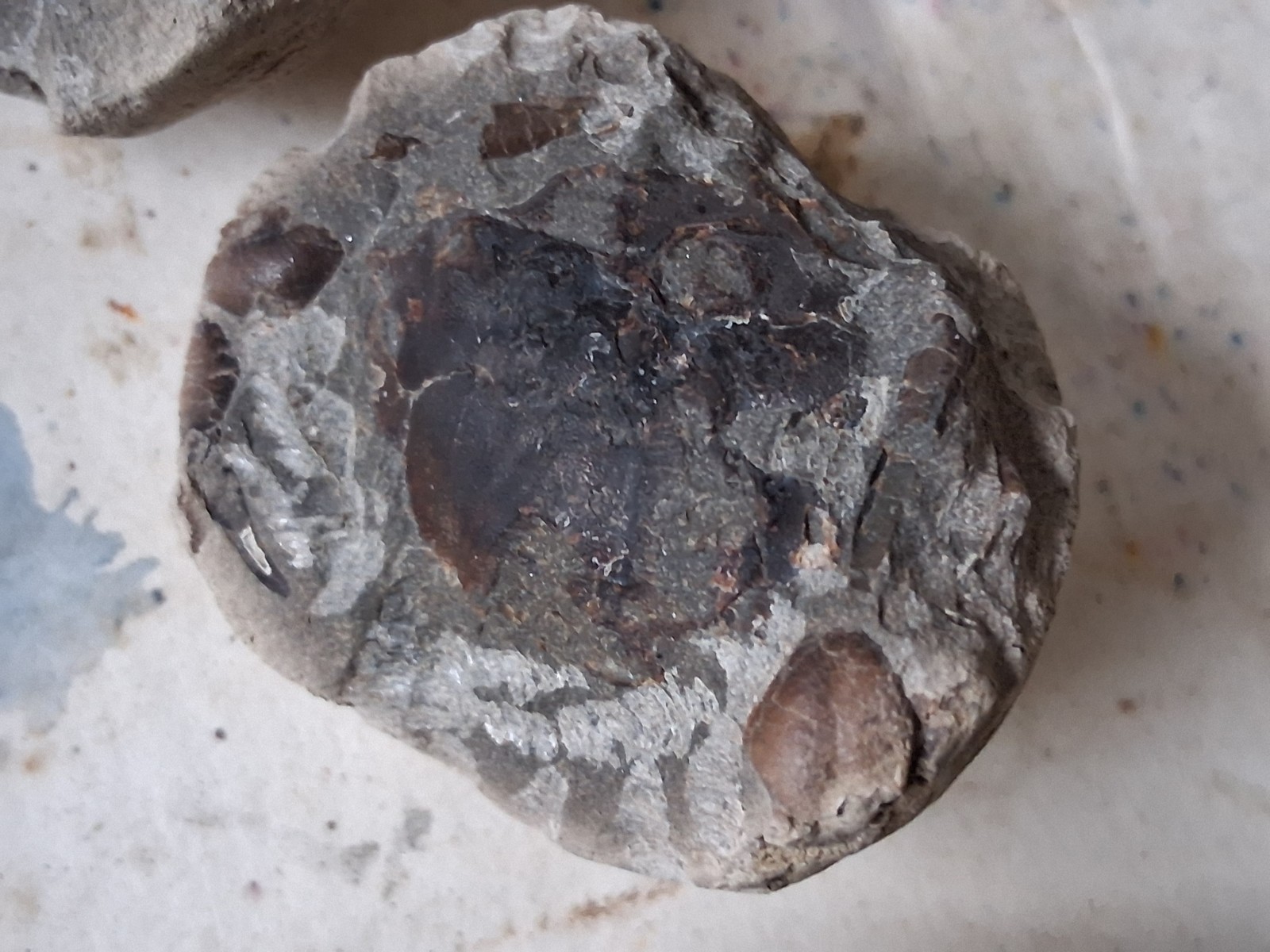 15 Unfinished Crab Fossil Lot Washington State