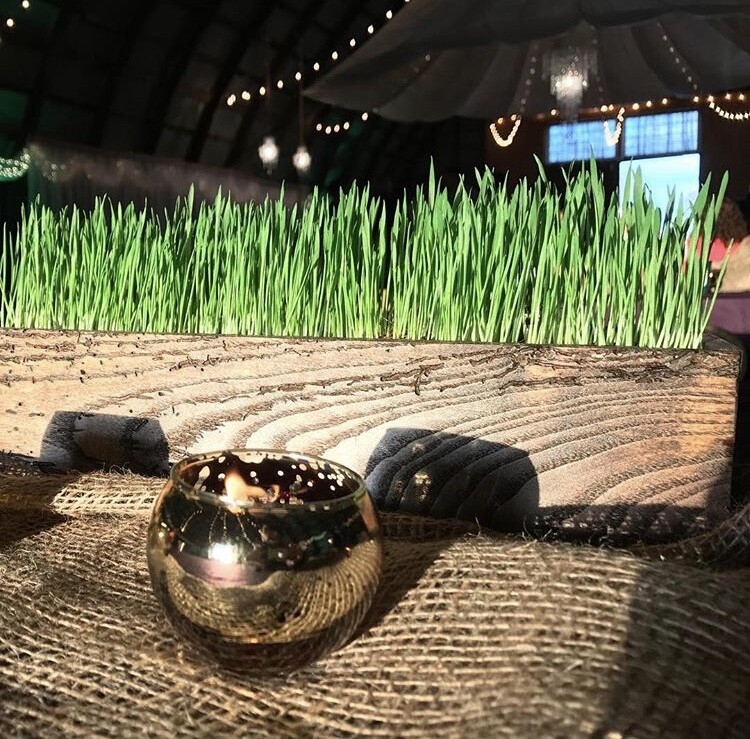 Wheat Seed, WheatGrass CatGrass, Wheat Juice, Bulk, 10lb, 15lb, 20lb, or 30lb