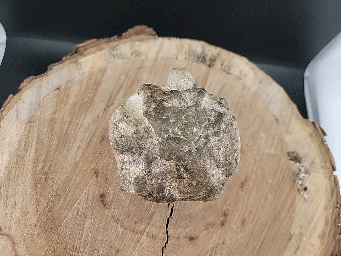 Horseshoe Crab Fossil In Stone Matrix