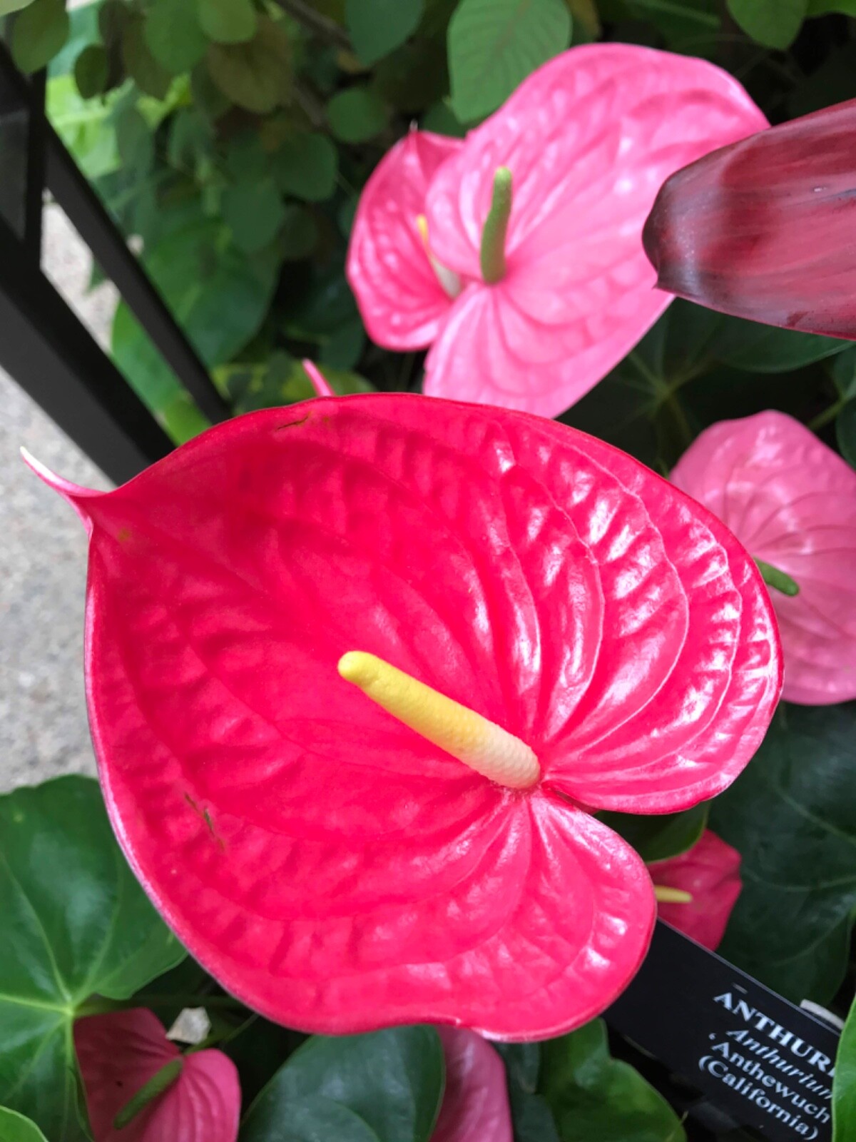 Premium "Gritty" Tree Fern Fiber (New Zealand) - Great for Tropicals