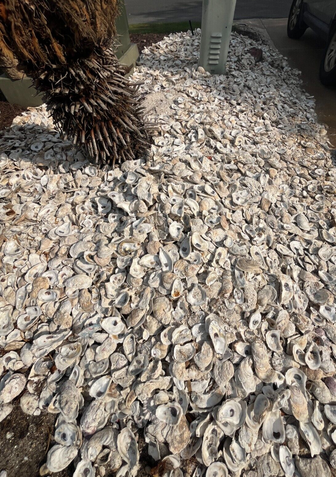 Oyster Shells for Landscaping and Concrete "Tabby Concrete" BULK by the pound
