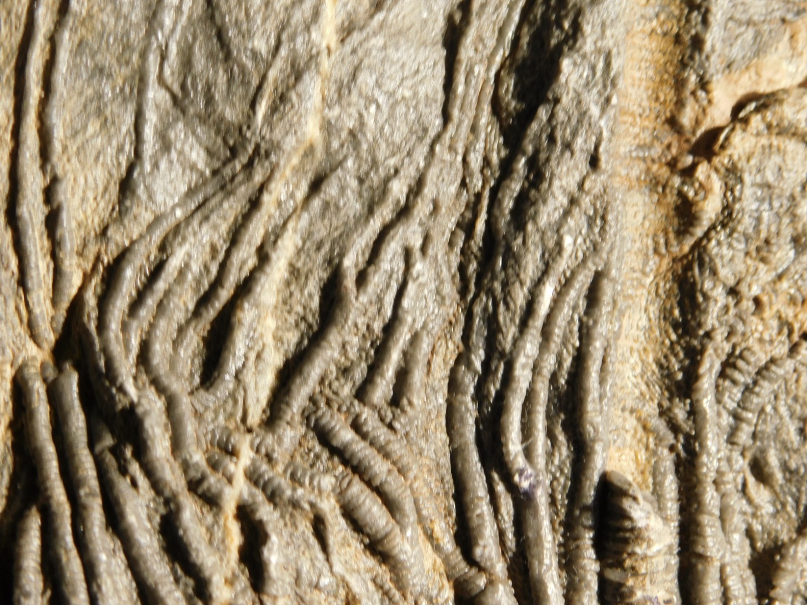 BIG! 430 Million Year Old! CRINOID Fossil or Sea LILY Fossil Morocco 1570gr