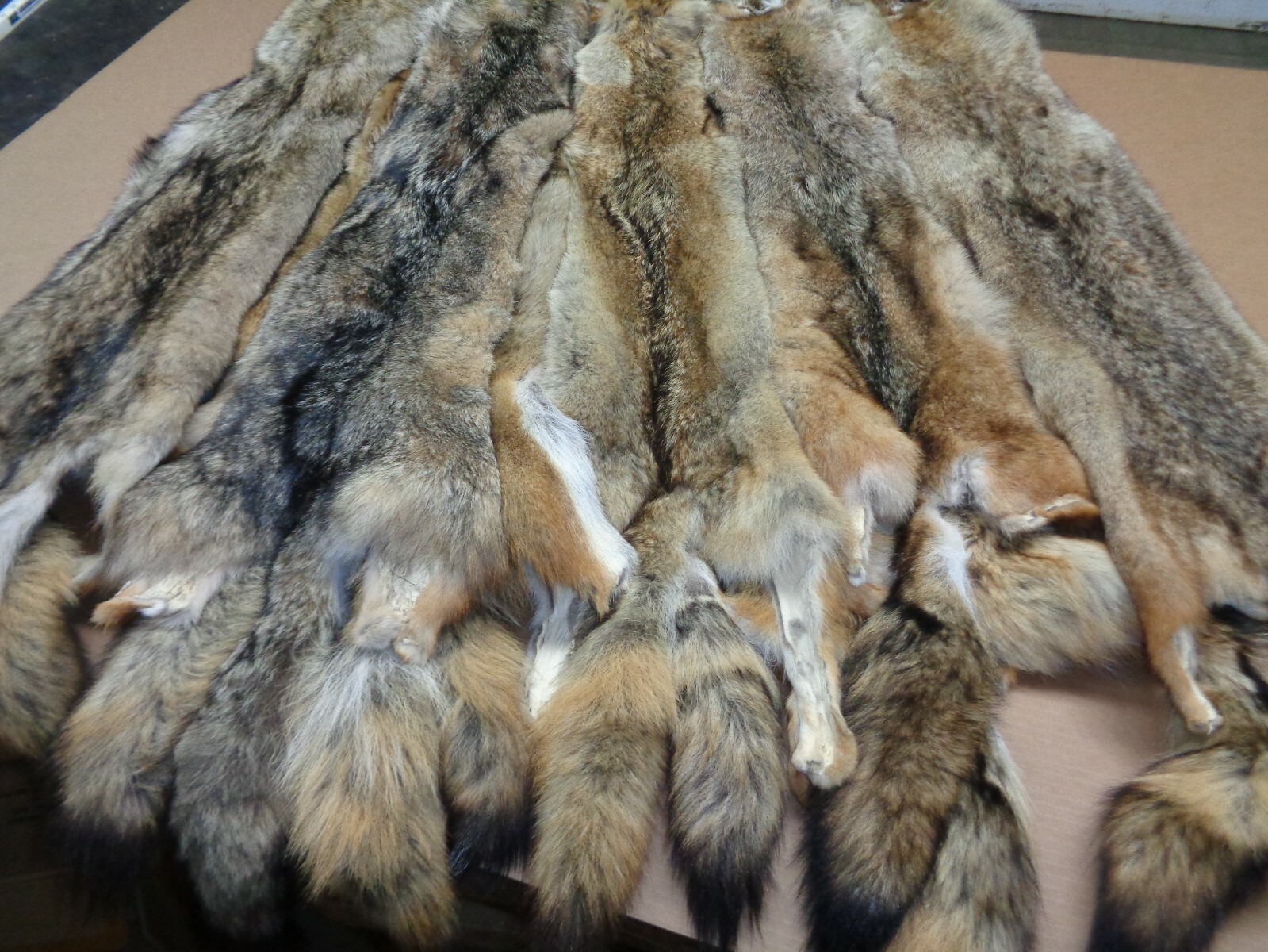 Tanned  XXL/XL Semi-Heavy Coyote Hide #2 With Full Tail /Furs/Taxidermy/Crafts