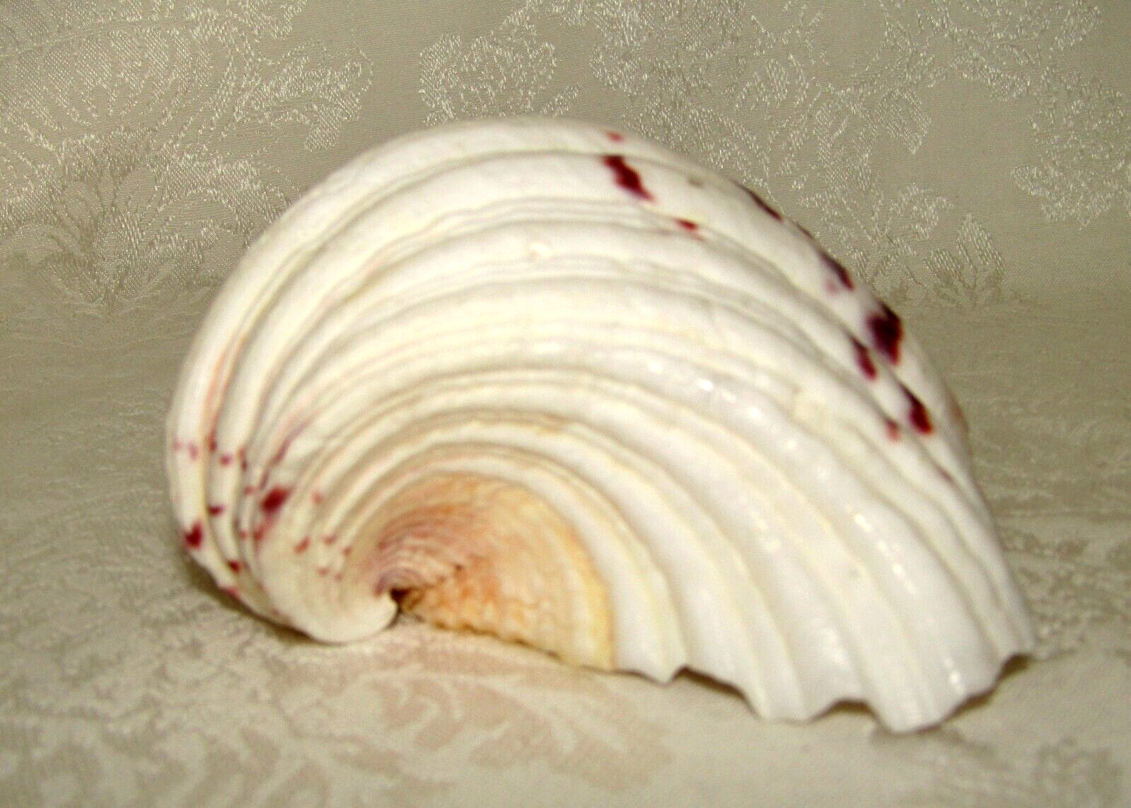 Genuine Bear Paw Hippopus Clam 6.5" x 5.5" Seashell EUC