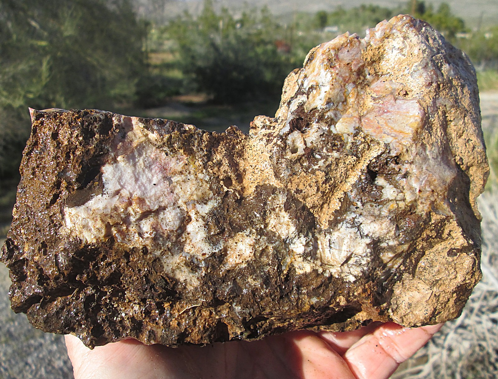 AGUA NUEVA MOSS AGATE ROUGH ~ 5lbs 12.3ozs