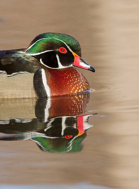 5 pair of New Concept Glass Eyes For Taxidermy And Decoy Making. 10mm Red