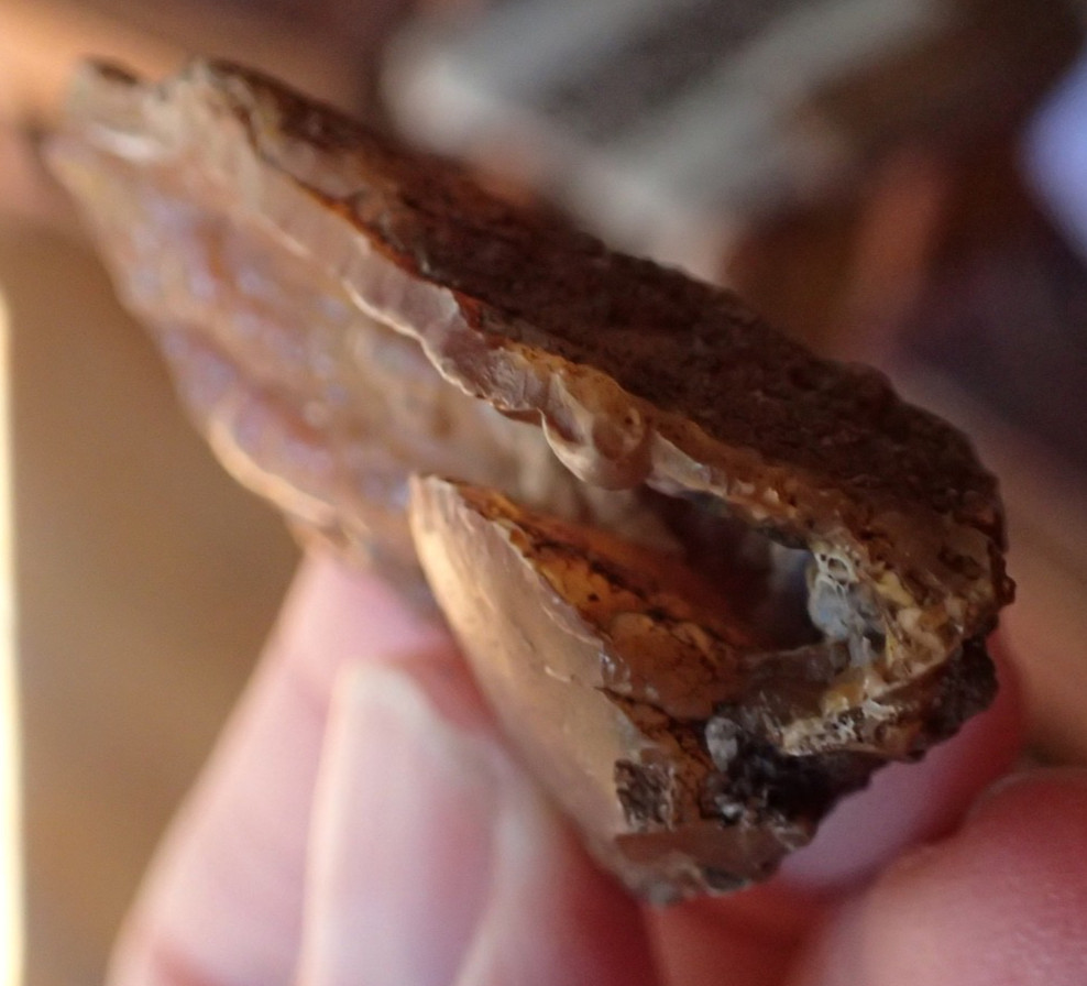 Botryoidal Fossil Coral Geode Fragment GA Agate Amber Ocean Specimen Gem WC17
