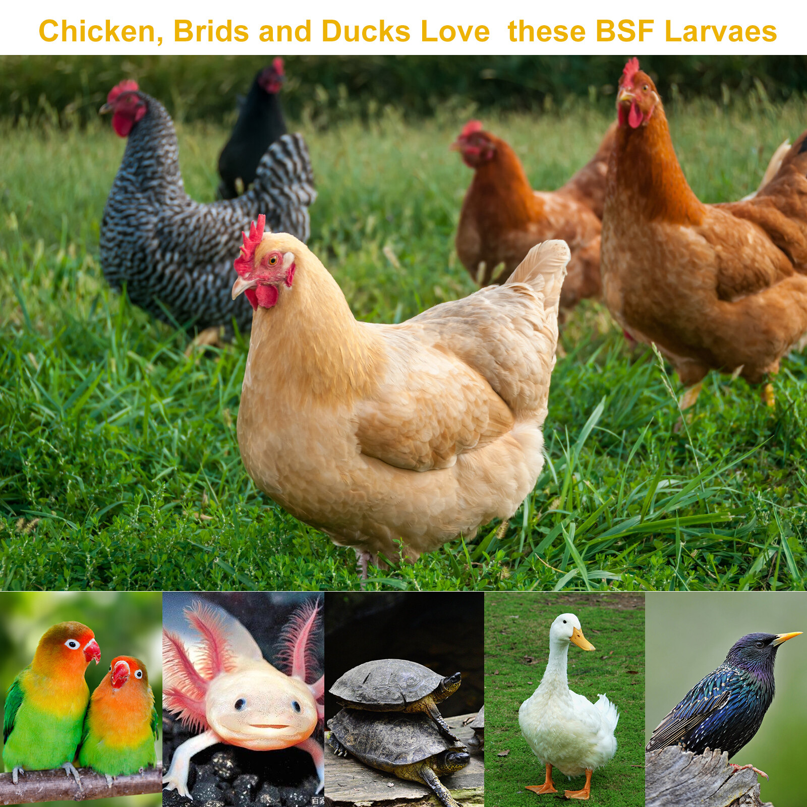 22 LBS Dried Black Soldier Fly Larva High Calcium Treats for Chickens Birds