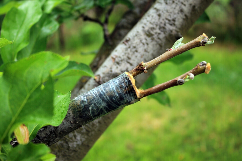 Treekote / Trowbridge's Grafting Wax