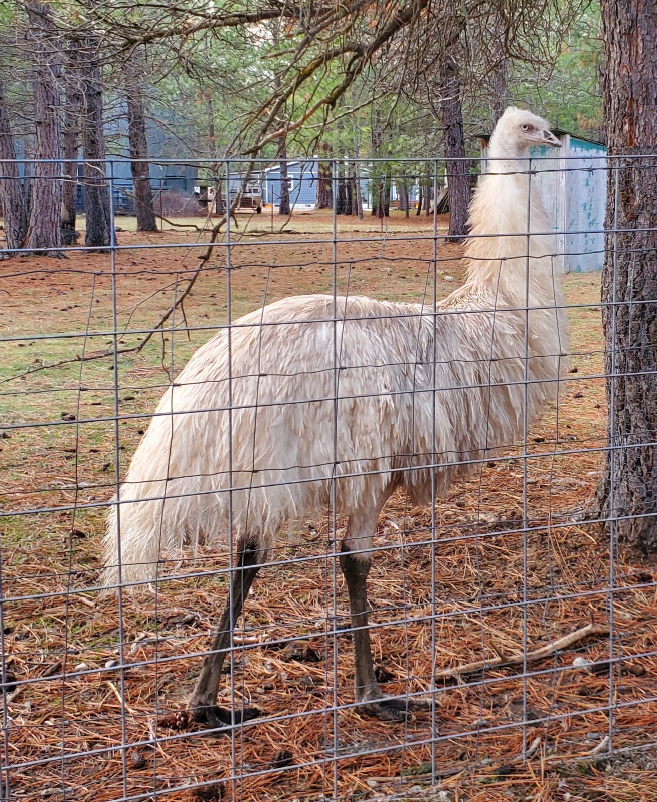 1 EMU Hatching Eggs - Blonde/White/Normal Breeding MOB!