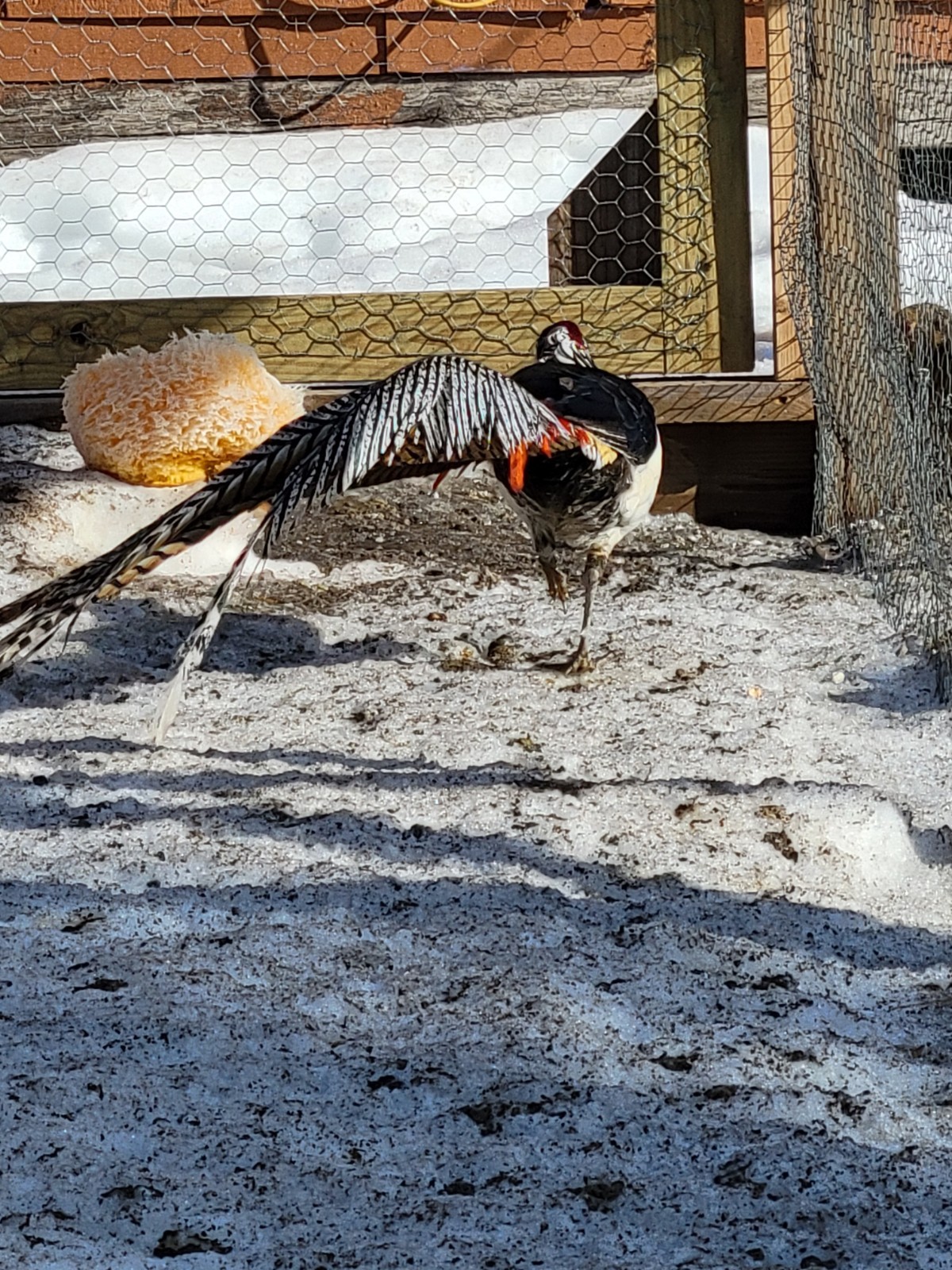 PRE-SALE 6+ Lady Amherst Hatching Eggs — Ships In April-May NPIP