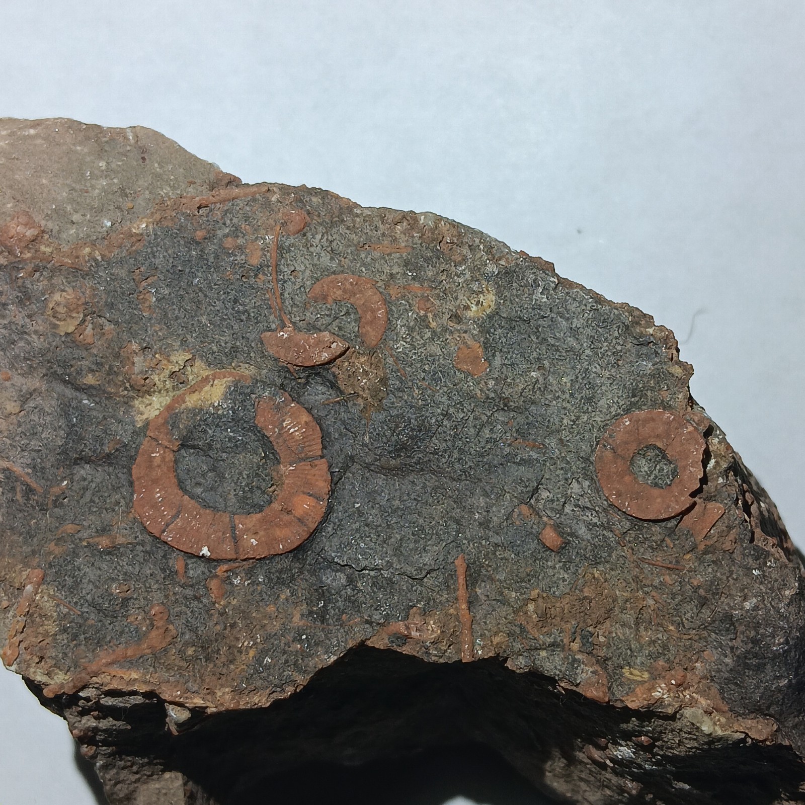 Rare Crinoid Fossil Stem Segments and Imprints,3 In, Miniturn Formation Colorado