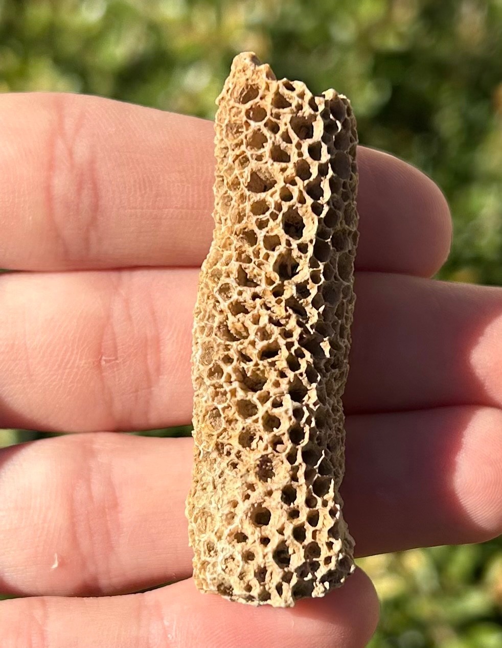 Oklahoma Fossil Coral Striatopora Pennsylvanian Age Gene Autry Shale