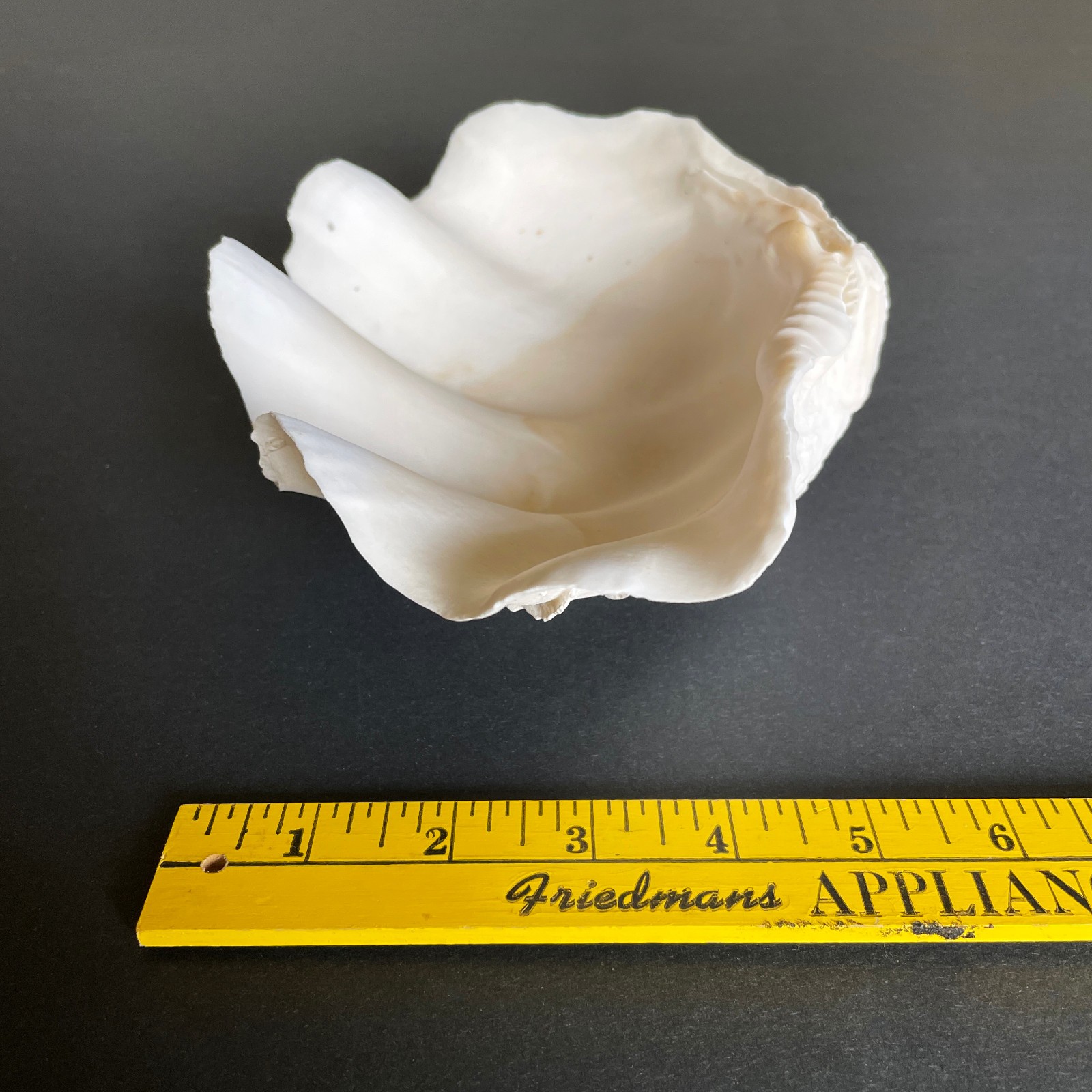 Large Natural Clam Shell • Tridacna • 9 x 6 x 3.75 inches