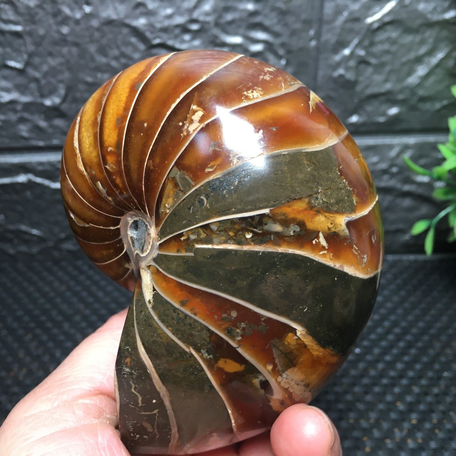 567g Natural polishing Ammonite crystal specimens fb1037