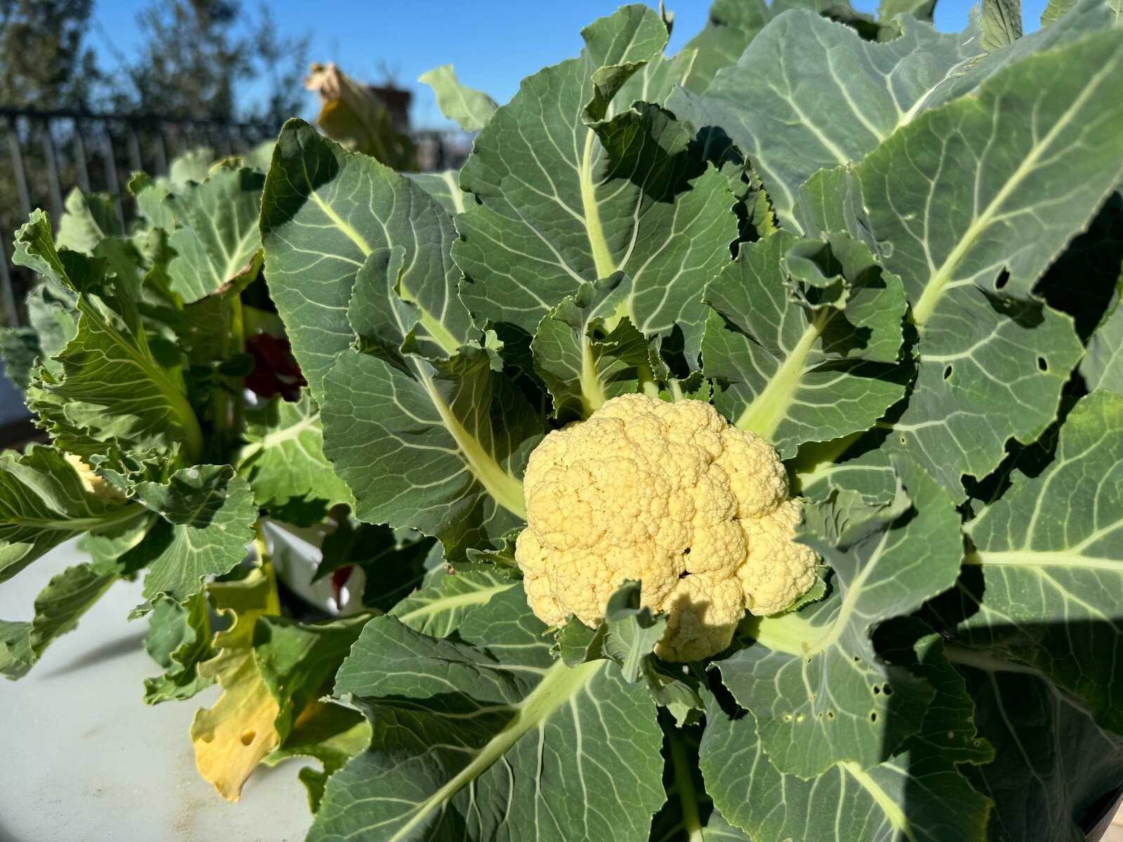 hydroponic vertical tower growing system-2025