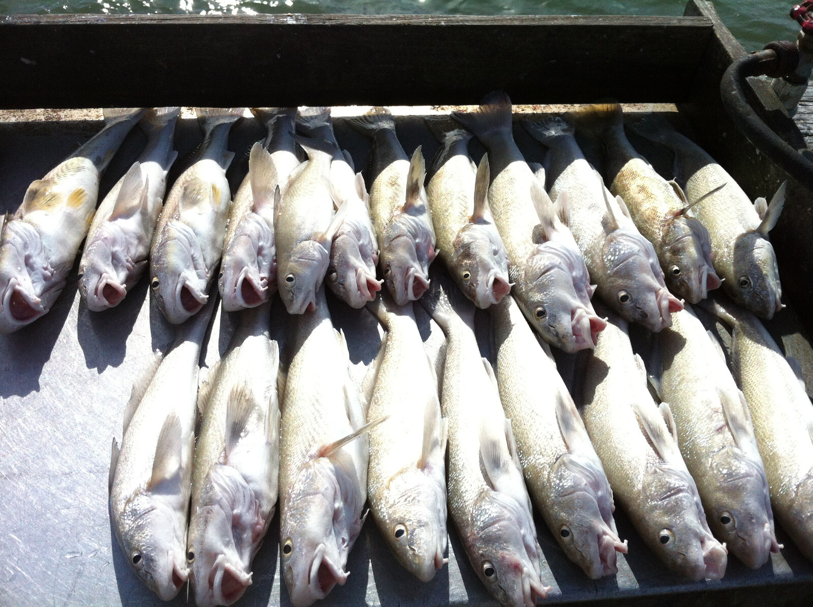 Surf Fishing Rigs, Hi-Low Rigs, The All Out - Catch All Package 17 Pompano Rigs