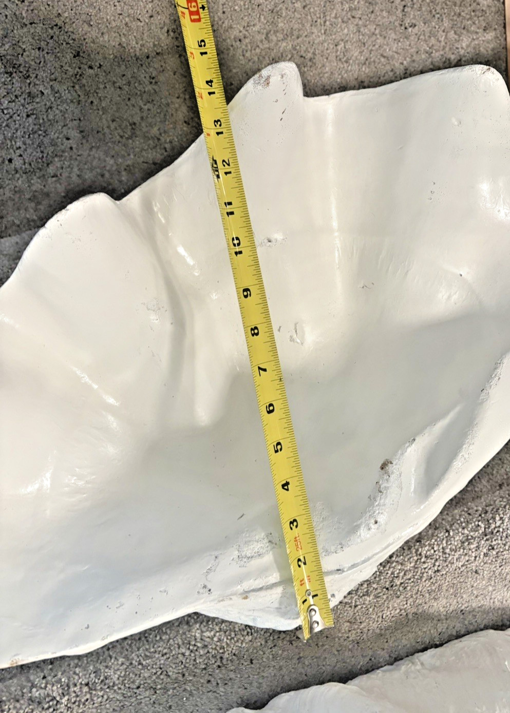 Giant man made clam shell 21.5" x 14" Great Party Decoration