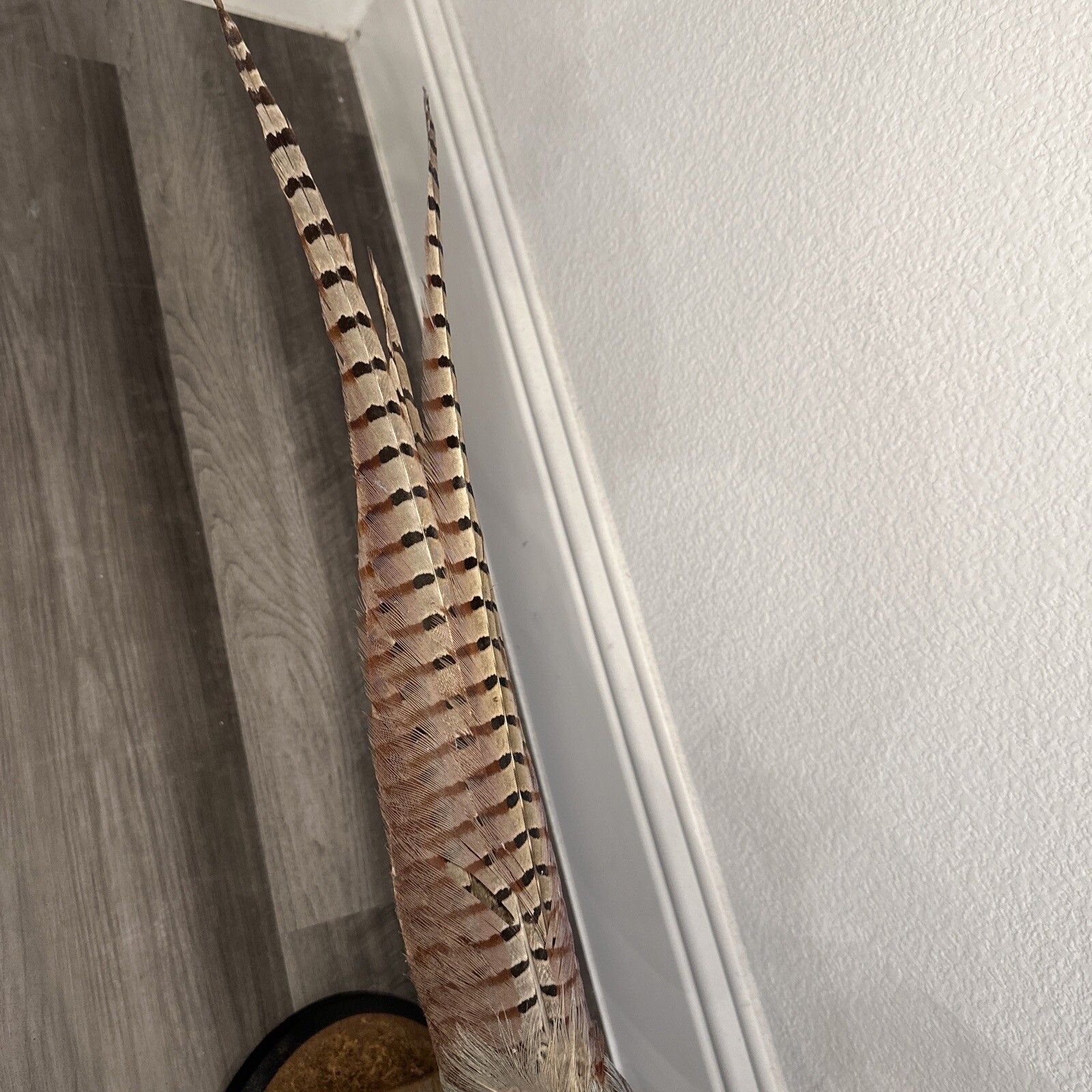 Pheasant Ring Neck Taxidermy Table / Shelf Display Mount