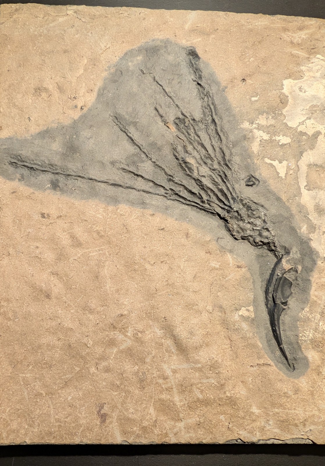 Gogia granulosa Fossil Wheeler/Marjum Formation, Utah Cambrian Proto-echinoderm